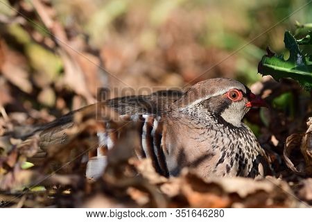 Portrait Of A Red Legged Partridge (alectoris Rufa) Sitting On The Ground And Showing How Well Camou