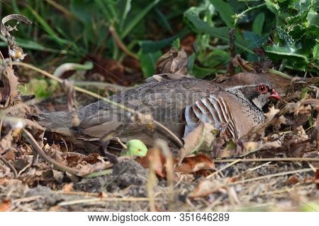 Portrait Of A French Partridge (alectoris Rufa) Sitting On The Ground And Showing How Well Camouflag