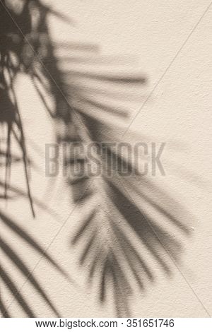 Palm Tree, Leaves, Shadow, Wall, Beige. Beautiful Shadows Of Palms Leaves On A Beige Wall.