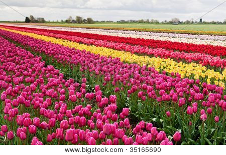 Colorful Rows Of Tulips