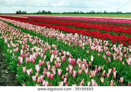 Many Tulips Outdoors