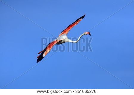 The Greater Flamingo (phoenicopterus Roseus) Flying Throught The Sun. Flyin Flamingos In The Morning