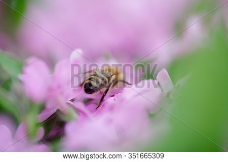 Honey Bee Collects Nectar And Pollen From Phlox Subulata, Creeping Phlox, Moss Phlox, Moss Pink, Or 