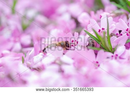 Honey Bee Collects Nectar And Pollen From Phlox Subulata, Creeping Phlox, Moss Phlox, Moss Pink, Or 