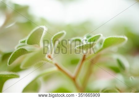 Green Fluffy Leaves Of Aichryson, A Tree Of Love Close-up. Is Genus Subtropical Plants, Mostly Nativ