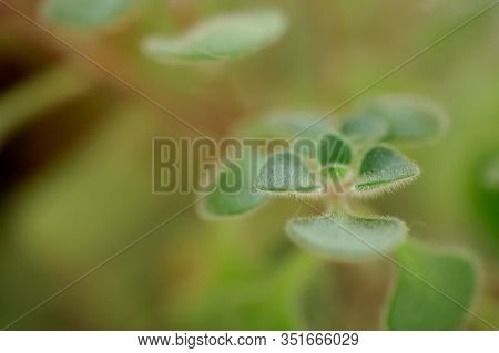 Green Fluffy Leaves Of Aichryson, A Tree Of Love Close-up. Is Genus Subtropical Plants, Mostly Nativ