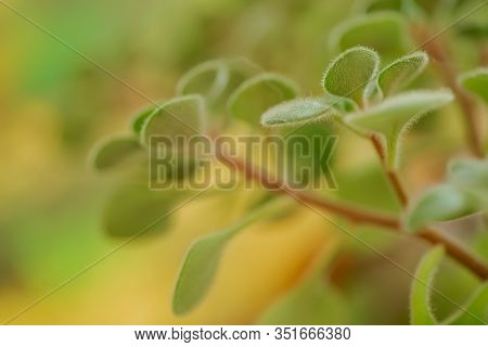 Green Fluffy Leaves Of Aichryson, A Tree Of Love Close-up. Is Genus Subtropical Plants, Mostly Nativ