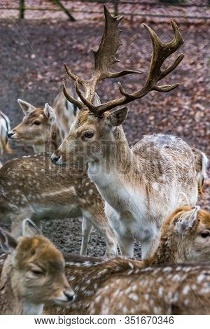 Fawns In Reservation In Forest In Zeist, Netherlands