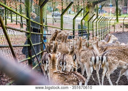Zeist, Netherlands - January 04, 2020. People Feeding Fawns In Reservation In Forest