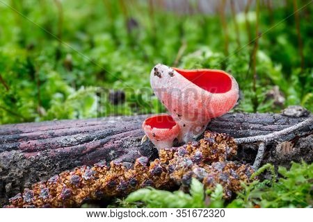 Beautiful Red Sarcoscypha From Central Europe Forests, Slovakia
