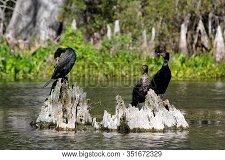 Three Double-crested Cormorant Sitting On Tree Stump In Everglades National Park - Florida - Usa