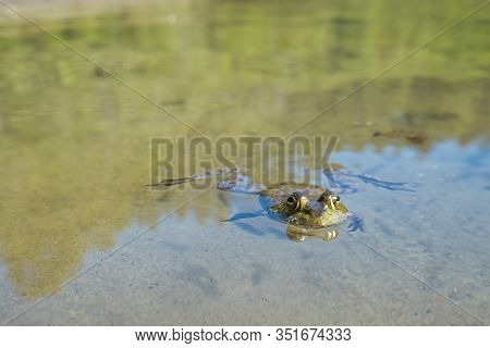 View Of Sproat Lake Provincial Park During The Summer Season, Frog In The Lake, Vancouver Island, Bc
