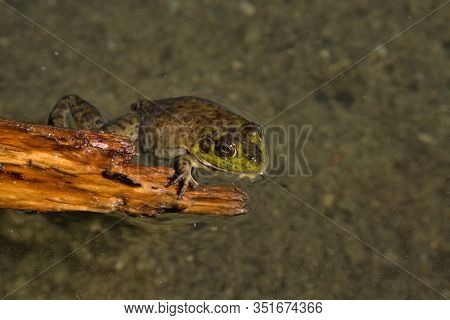 View Of Sproat Lake Provincial Park During The Summer Season, Frog In The Lake, Vancouver Island, Bc