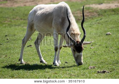 Addax