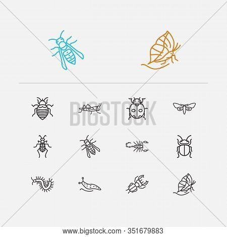 Beetle Icons Set. Bedbug And Beetle Icons With Locust, Ladybird And Tiger Beetle. Set Of Zoo For Web