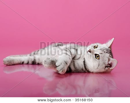 Gattino