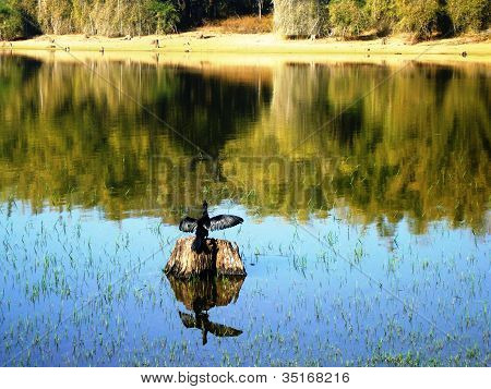 Reflexionen von einem cormoran