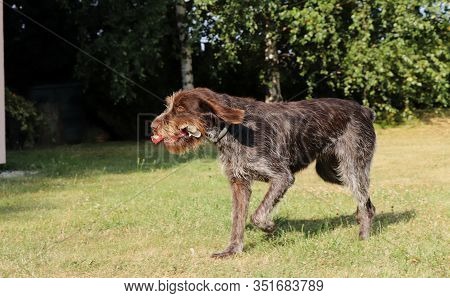 Rough-coated Bohemian Pointer In Run Position. Cesky Fousek Runs Around Garden. Condition Improvemen