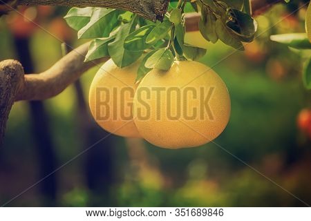 Ripe Pomelo Fruits Hang On The Trees In The Citrus Garden. Harvest Of Tropical Pomelo In Orchard. Po