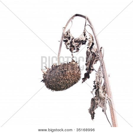 Sunflower Dry Ready For The Collection Of Pipes