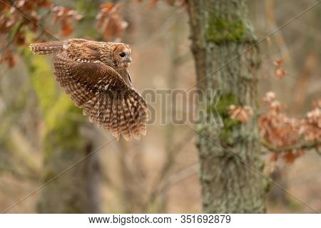 Twany Owl In The Flight. Side Look To Flying Animal.