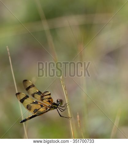 A Beautiful Halloween Pennant Dragonfly (celithemis Eponina) With Black And Gold Wings Grasps A Thin