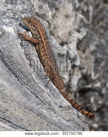 Leiocephalus Carinatus, Or Northern Curly-tailed Lizard Suns Itself On Fossilized Coral At Windley K