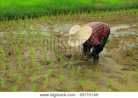 Ris plantering