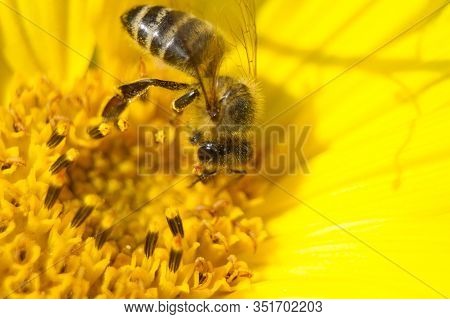 Macro Close Up Bee Collecting Nektar In Bright Yellow Sunflower