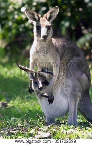 A Vertical Closeup Shot Of A Female Grey Kangaroo With Its Cute Joey In Its Pouch