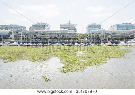 Unusual View Of Puerto Madero: Water Surface Covered By Common Water Hyacinth, Eichhornia Crassipes,