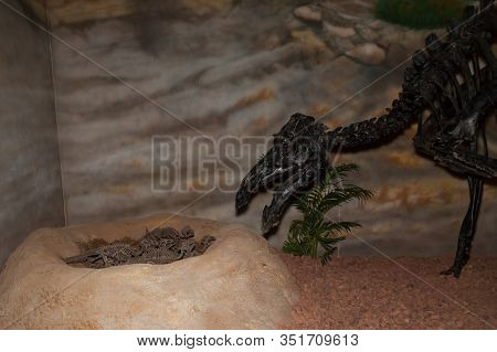 A Display Of A Mother Psittacosaurus Dinosaur Skeleton Watching Over Its Babies In A Nest.