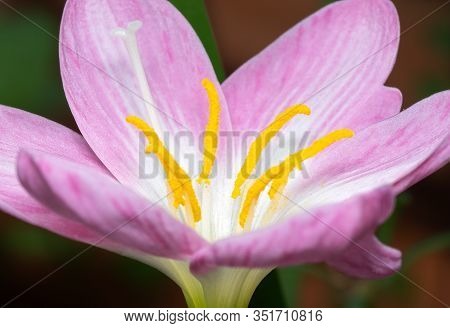 Macro Photography Of Yellow Pollen Of Pink Rain Lily Isolated On Background
