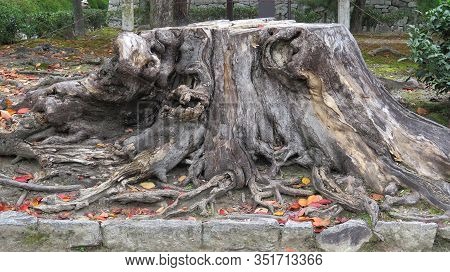 Large Tree Stump In Temle Garden, Gion Corner District Of Kyoto, Japan