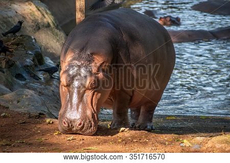 Close Up Hippopotamus In Vandalur Zoo In Chennai Tamil Nadu India