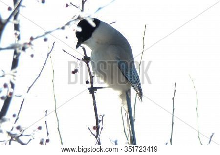 A Blue Magpie With A Long Tail Sits On The Branches Of A Tree And Eats Berries. A Grey Bird With A B