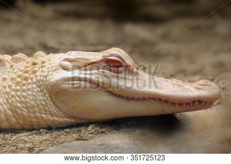 The American Alligator (alligator Mississippiensis) ,portait Of The Albino Aligator. White Aligator 