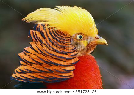 The Golden Pheasant Or Chinese Pheasant (chrysolophus Pictus) , Portrait Of The Male With Brown Back
