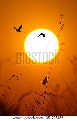 The Greater Flamingo (phoenicopterus Roseus) Flying Throught The Sun. Flyin Flamingos In The Evening