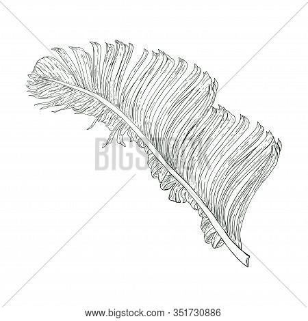 Vector Botanical Drawing Of Palm Leaf. Black And White Illustration. Single Image On A White Backgro