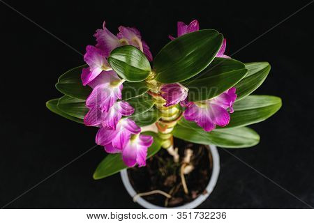 Potted Pink Dendrobium Orchid On Black Background, Top View