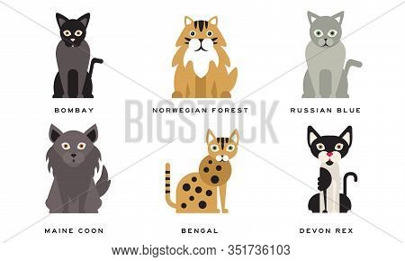 Collection Of Different Cats Breeds, Bombay, Norwegian Forest, Russian Blue, Maine Coon, Bengal, Dev