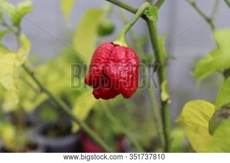 Red Hot Chilli Pepper Trinidad Scorpion Moruga Red On A Plant. Capsicum Chinense Peppers On A Green 