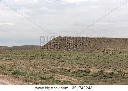 The Ustyurt Plateau. The Horse Stands On A High Hill. District Of Boszhir. The Bottom Of A Dry Ocean