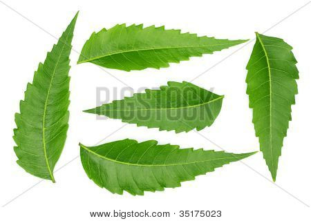 Foglie di neem medicinali tenero