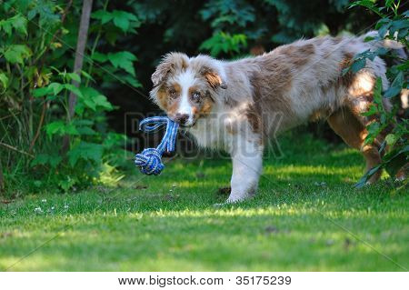 Australien Shepard im Garten