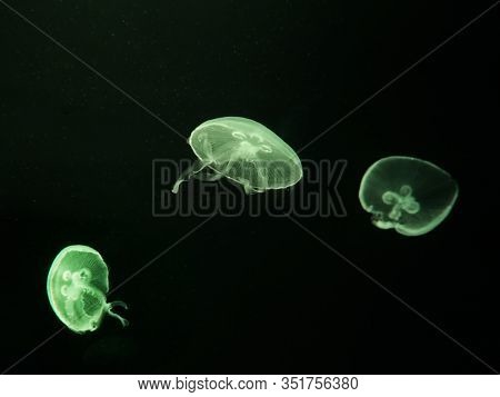 White Jellyfish Dansing In The Dark Green Ocean Water.