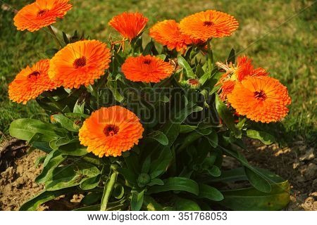 Close Up Beautiful Indian Calendula Officinalis, Pot Marigold, Rubbles, Common Marigold Or Scotch Ma