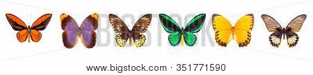 Set Of Beautiful And Colorful Butterflies Isolated On White.