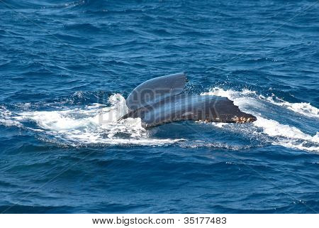 Humpback Whale Tail